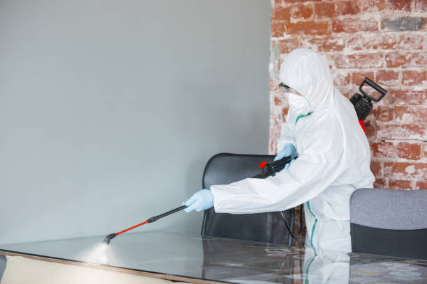 Best Mold Damage Restoration  in Hasley Nyon, CA