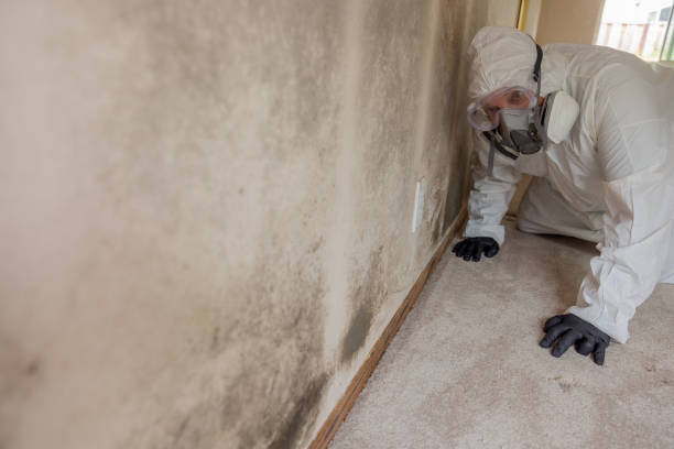 Best Real Estate Mold Inspection  in Hasley Nyon, CA